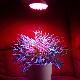 Red/Blue/Orange Hydroponics Light, OP-PG80E27 RBO