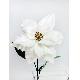 Christmas Flower, 163-264