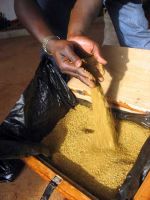 gold bars and gold dust