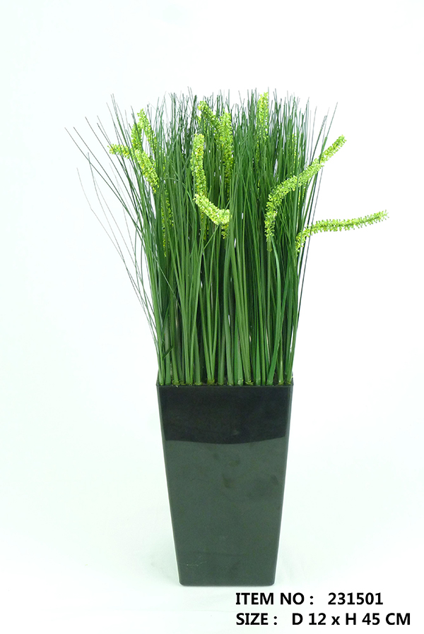 60 CM ONION GRASS WITH TAILS