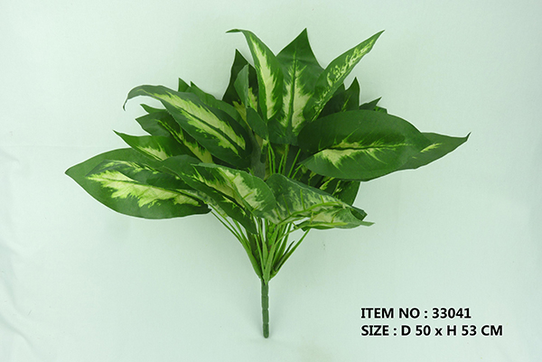 DIEFFENBACHIA BUSH x 35 LVS