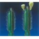 Cactus Light