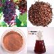 Grape Seed Powder Extract 95% Polyphenols (95% Opc) With Uv-vis(daisy@nutra-max.com)