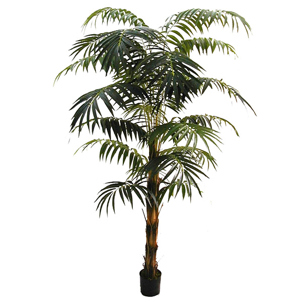 84 inches Areca Palm w/721 Lvs. On
