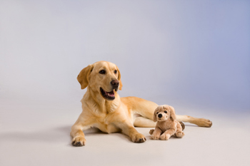 Golden Retriever Keychain
