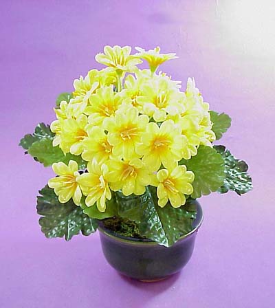 Violet Bush W/Raindrop