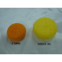 Sea Sponge