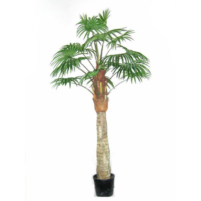 Sell 9' FAN PALM TREE