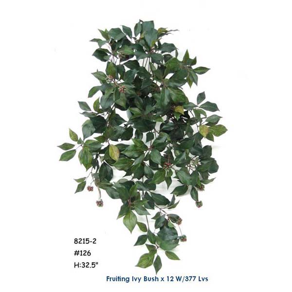 32.5 inches FRUITING IVY BUSH X 12 W/ 377 LVS.