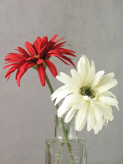RED WHITE GERBERA IN ARTIFICIAL WATER