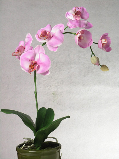 LILAC PHALAENOPSIS IN POT