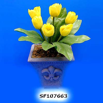 Sell Tulip Bush x 7
