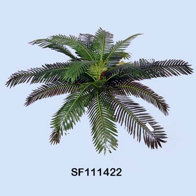 Sell 18 inches Cycas Head W/22 LVS with Out Moss & Germ