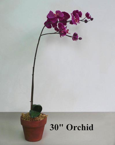 30inch Orchid