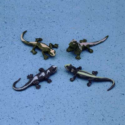 Sticky Agamid Lizards