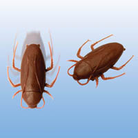 Sell Mini Wall-Walking Cockroach