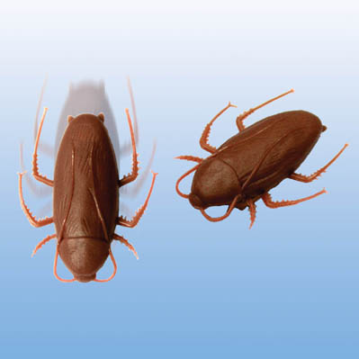 Sell Mini Wall-Walking Cockroach