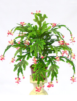 14 inches Christmas Cuctus X 30