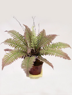 12 inchesBoston Fern Bush W/Broad-Lvs. X 18