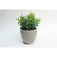 Succulent on Pot