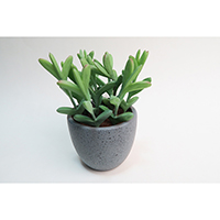 Succulents on Pot