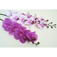 Real Touch Phalaenopsis