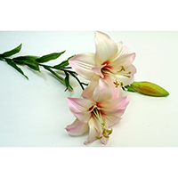 Tigerlily Spray