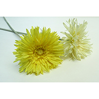 Single Gerbera