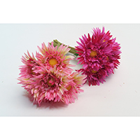 Gerbera Bouquet
