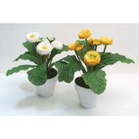 Dandelion Plant on Pot