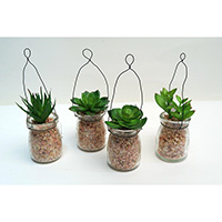 Mini Succulent on Bottle