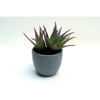 Succulent on Pot