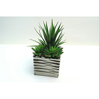 Succulents on Ceramic Pot
