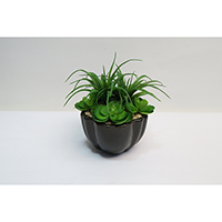 Succulents on Ceramic Pot