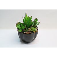 Succulents on Ceramic Pot