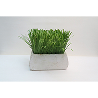 Grass on Clay Pot