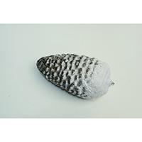 Hanging Pinecone