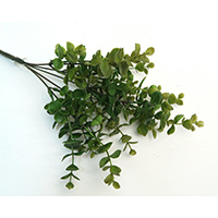 Eucalyptus Bush