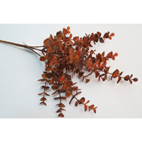 Eucalyptus Bush