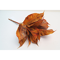 Leaf Stem