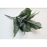 Leaf Stem