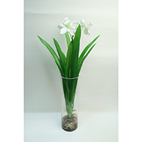 Narcissus on Glass Vase