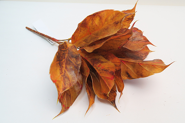 Leaf Stem