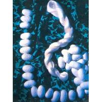 Filature Silk & Coceons
