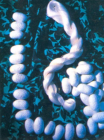 Filature Silk & Coceons