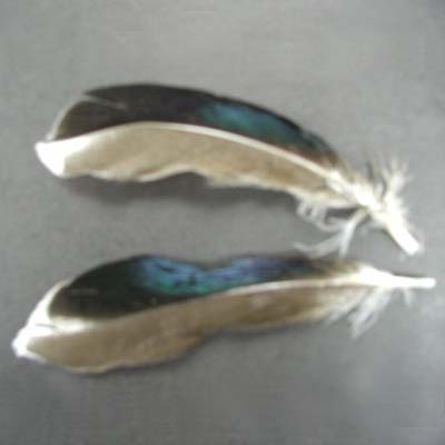 White Duck Speculum Feathers, Loose