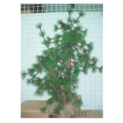 3+4+5'cheynne Triple Tree