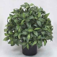Single Topiary in pot # (no trunk) Green