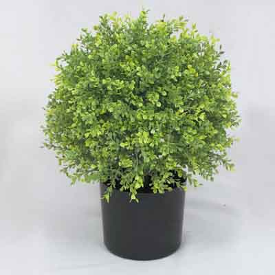 28 inches Boxwood Single Topiary in pot # (no trunk) Green
