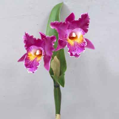 Cattleya Orchidx2 17 inches # Orchid